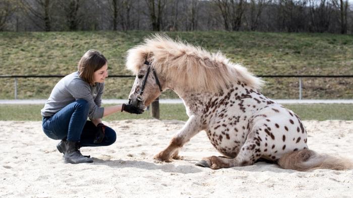 Wie Bringe Ich Meinem Pferd Kunststücke Bei